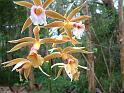 Phaius tankervilleae swamp orchid_1 